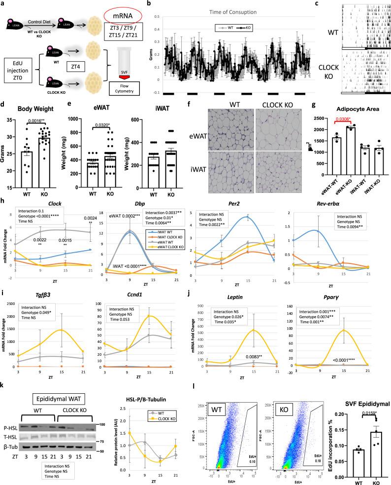 https://cdn.ncbi.nlm.nih.gov/pmc/blobs/f3b4/8190103/26fc4d29ff7f/41467_2021_23770_Fig6_HTML.jpg