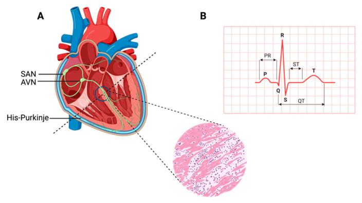 https://cdn.ncbi.nlm.nih.gov/pmc/blobs/f3b5/12225407/9a3c7feb2456/muscles-02-00026-g001.jpg