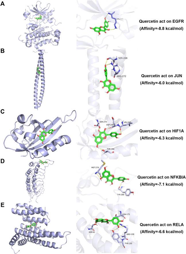 https://cdn.ncbi.nlm.nih.gov/pmc/blobs/f3b5/9454399/49a02251ddce/fphar-13-897966-g006.jpg