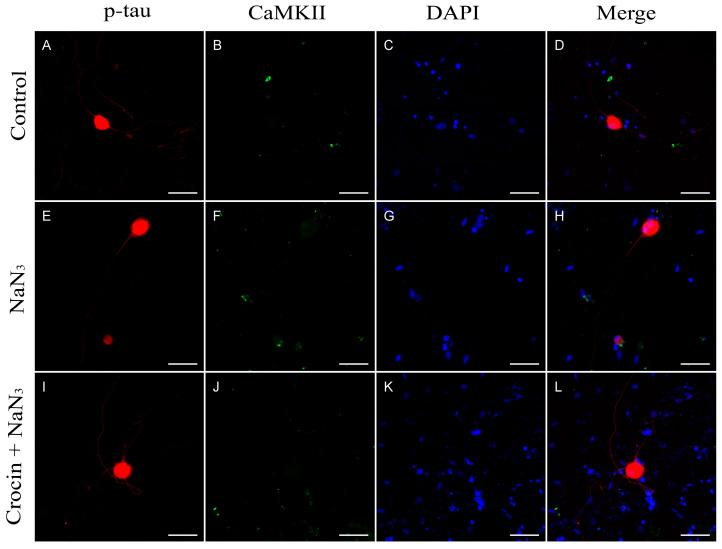 https://cdn.ncbi.nlm.nih.gov/pmc/blobs/f3ba/10818698/a581520776bf/molecules-29-00456-g005.jpg