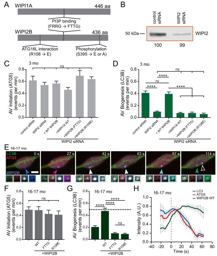 https://cdn.ncbi.nlm.nih.gov/pmc/blobs/f3bb/6634969/04d9e1f027d7/elife-44219-fig6.jpg