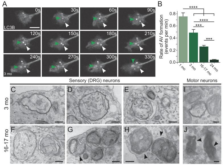 https://cdn.ncbi.nlm.nih.gov/pmc/blobs/f3bb/6634969/910c304c08ee/elife-44219-fig1.jpg