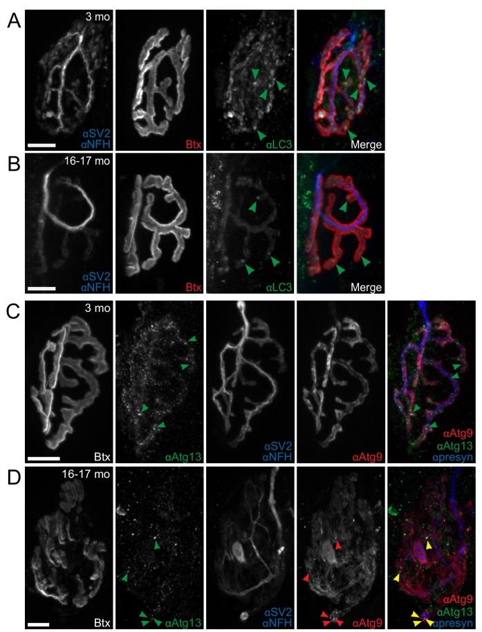 https://cdn.ncbi.nlm.nih.gov/pmc/blobs/f3bb/6634969/f6dd14085999/elife-44219-fig4-figsupp1.jpg