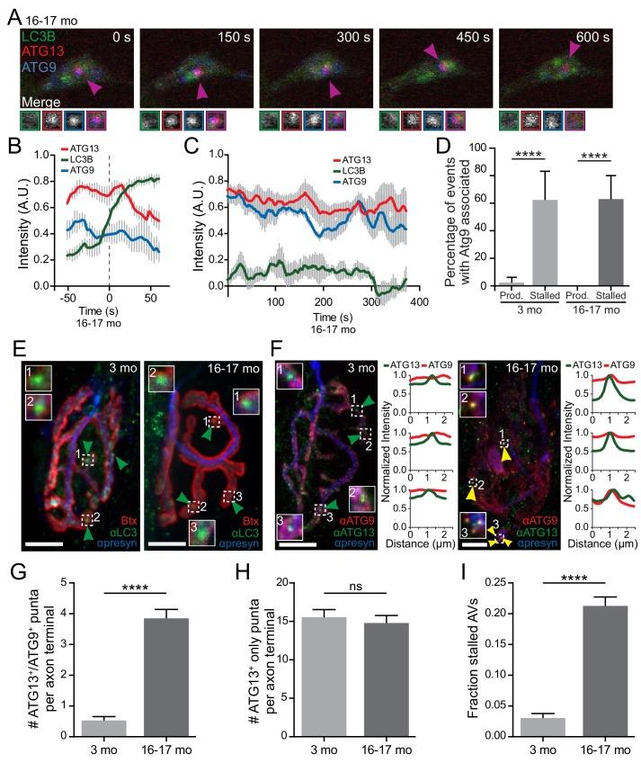 https://cdn.ncbi.nlm.nih.gov/pmc/blobs/f3bb/6634969/f8752279e162/elife-44219-fig4.jpg