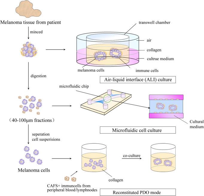 https://cdn.ncbi.nlm.nih.gov/pmc/blobs/f3c1/10154581/5228ae8e40ec/fcell-11-1166916-g003.jpg