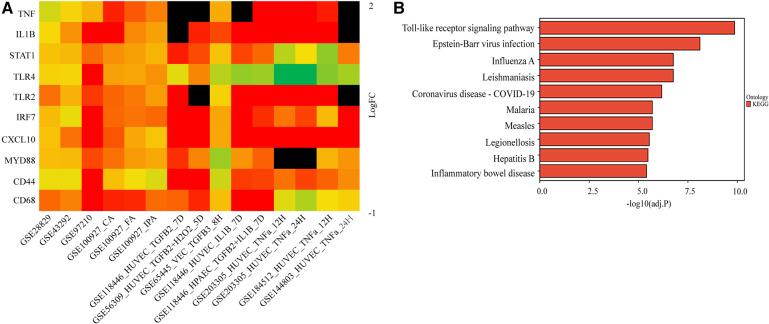 https://cdn.ncbi.nlm.nih.gov/pmc/blobs/f3c1/10806165/539383f354db/fcvm-10-1322252-g003.jpg