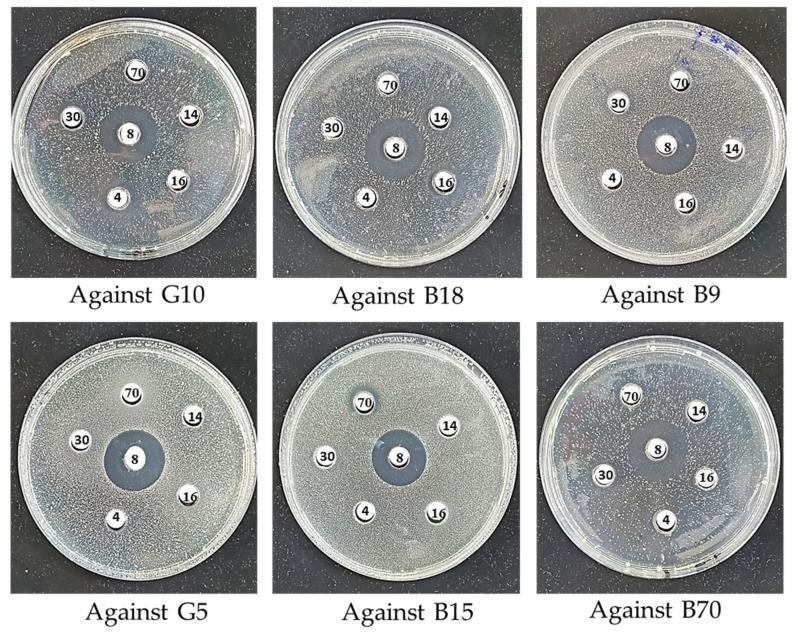 https://cdn.ncbi.nlm.nih.gov/pmc/blobs/f3c4/12196180/1dcf317c6ecb/microorganisms-13-01425-g007.jpg