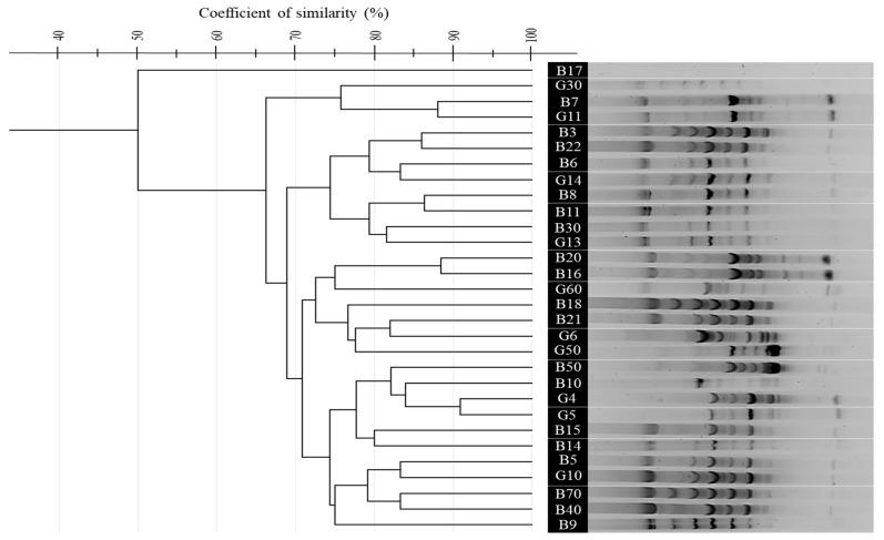 https://cdn.ncbi.nlm.nih.gov/pmc/blobs/f3c4/12196180/7a547b662d1d/microorganisms-13-01425-g004.jpg