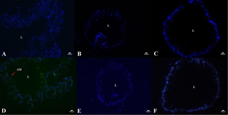 https://cdn.ncbi.nlm.nih.gov/pmc/blobs/f3c4/8114776/ae697a0980f9/biol-15-133-g006.jpg