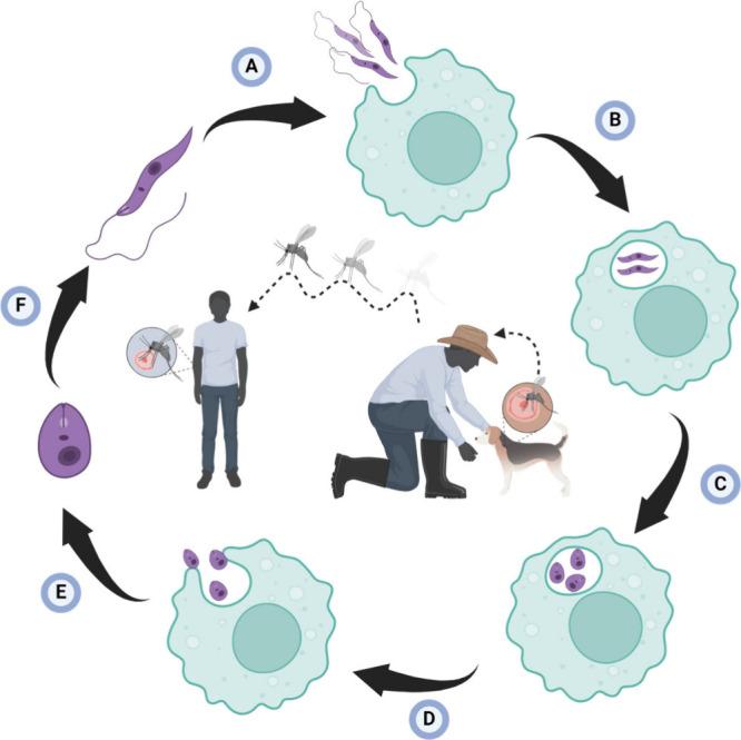 https://cdn.ncbi.nlm.nih.gov/pmc/blobs/f3ca/11320585/e6e8703da13f/id4c00231_0002.jpg