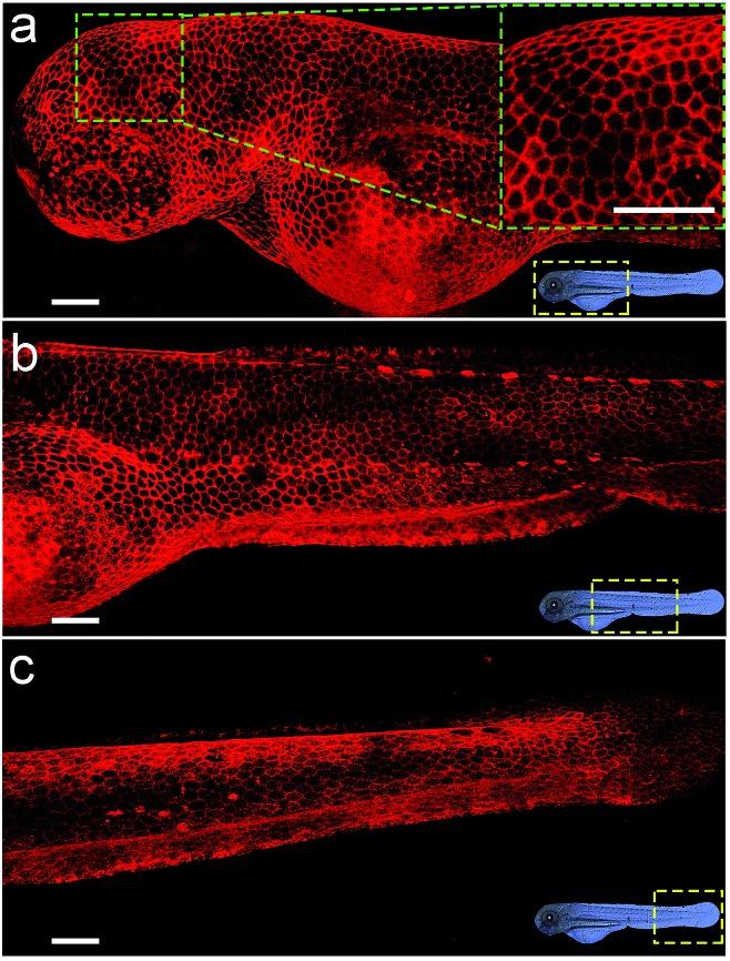 https://cdn.ncbi.nlm.nih.gov/pmc/blobs/f3d0/6461115/c456c2b789b6/c8sc04884c-f3.jpg