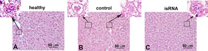 https://cdn.ncbi.nlm.nih.gov/pmc/blobs/f3d1/4794162/04aeb17d15b8/pone.0150751.g006.jpg