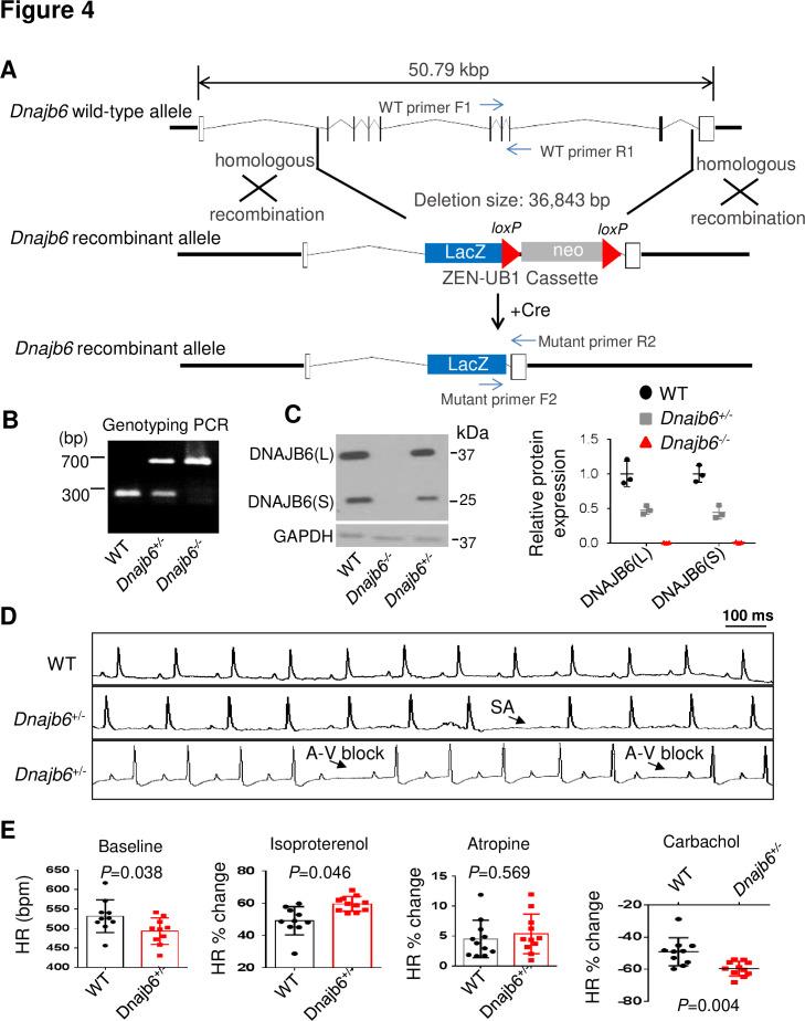 https://cdn.ncbi.nlm.nih.gov/pmc/blobs/f3d5/9642998/9db3b1826a2e/elife-77327-fig4.jpg