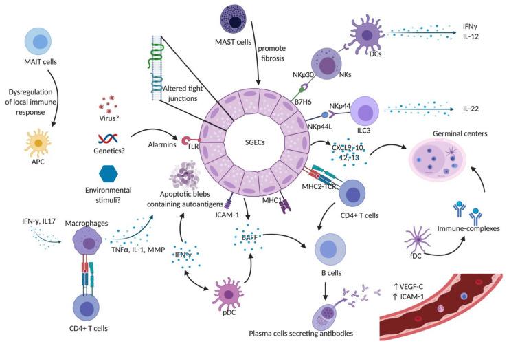https://cdn.ncbi.nlm.nih.gov/pmc/blobs/f3d6/7826728/d312e3d813d6/ijms-22-00658-g001.jpg