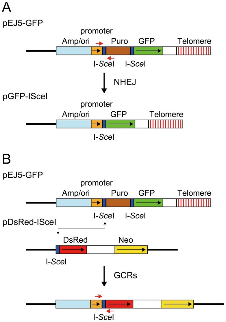 https://cdn.ncbi.nlm.nih.gov/pmc/blobs/f3d7/3610639/67cc72695159/pgen.1003386.g001.jpg
