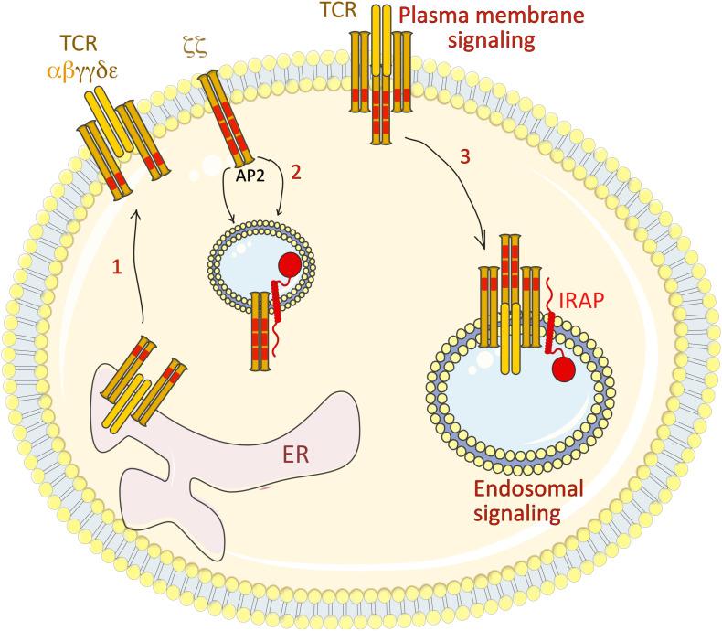 https://cdn.ncbi.nlm.nih.gov/pmc/blobs/f3d9/7606930/f3e8e92fbf7b/fmolb-07-583556-g005.jpg