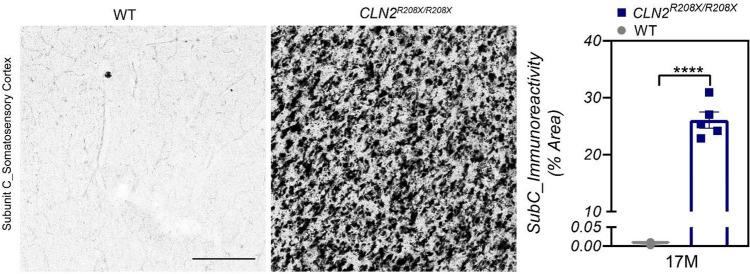 https://cdn.ncbi.nlm.nih.gov/pmc/blobs/f3dc/10060411/b580396eb94f/41598_2023_32071_Fig7_HTML.jpg