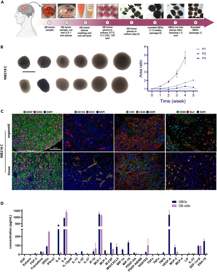 https://cdn.ncbi.nlm.nih.gov/pmc/blobs/f3dd/11381849/4580435023b0/gr1.jpg