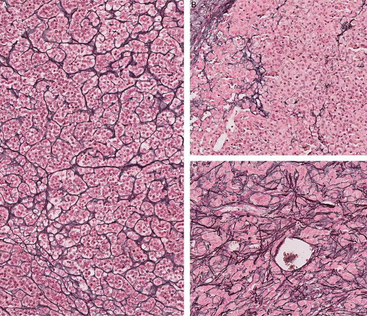 https://cdn.ncbi.nlm.nih.gov/pmc/blobs/f3de/10876174/6655ac865c49/pas-48-309-g002.jpg