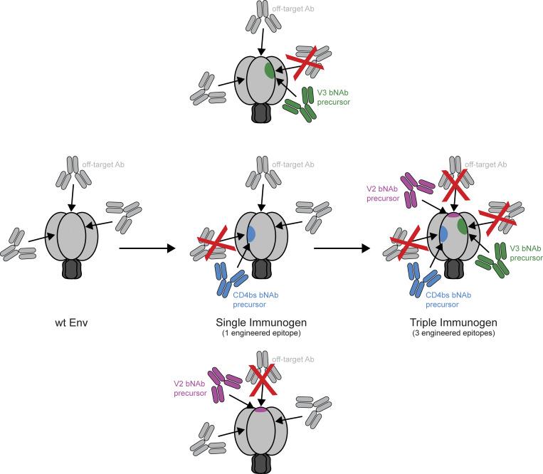 https://cdn.ncbi.nlm.nih.gov/pmc/blobs/f3de/12341506/060f6475dffc/jem_20250693_fig1.jpg