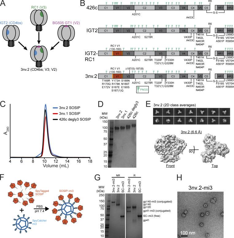https://cdn.ncbi.nlm.nih.gov/pmc/blobs/f3de/12341506/91dcb3c68b3b/jem_20250693_fig2.jpg