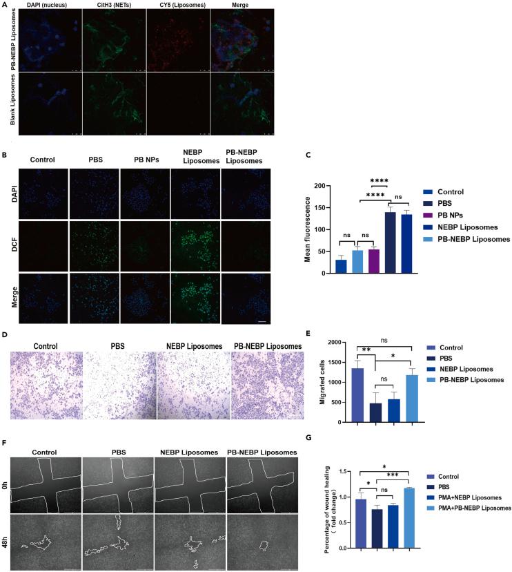 https://cdn.ncbi.nlm.nih.gov/pmc/blobs/f3e1/11097077/66e68a5865ef/gr3.jpg