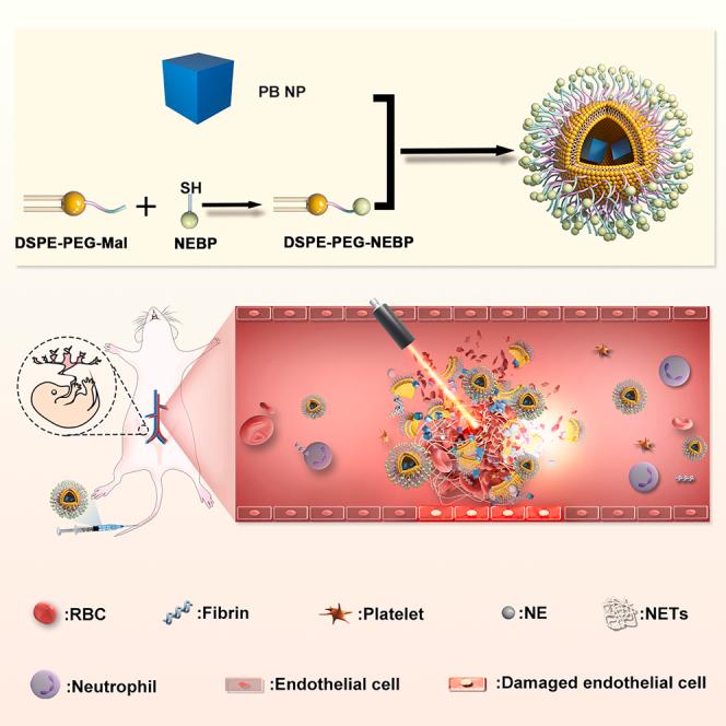 https://cdn.ncbi.nlm.nih.gov/pmc/blobs/f3e1/11097077/a36234d4051e/fx1.jpg