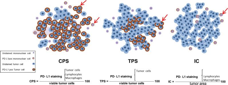 https://cdn.ncbi.nlm.nih.gov/pmc/blobs/f3e3/7864694/32c03178cc87/can-14-1150fig2.jpg
