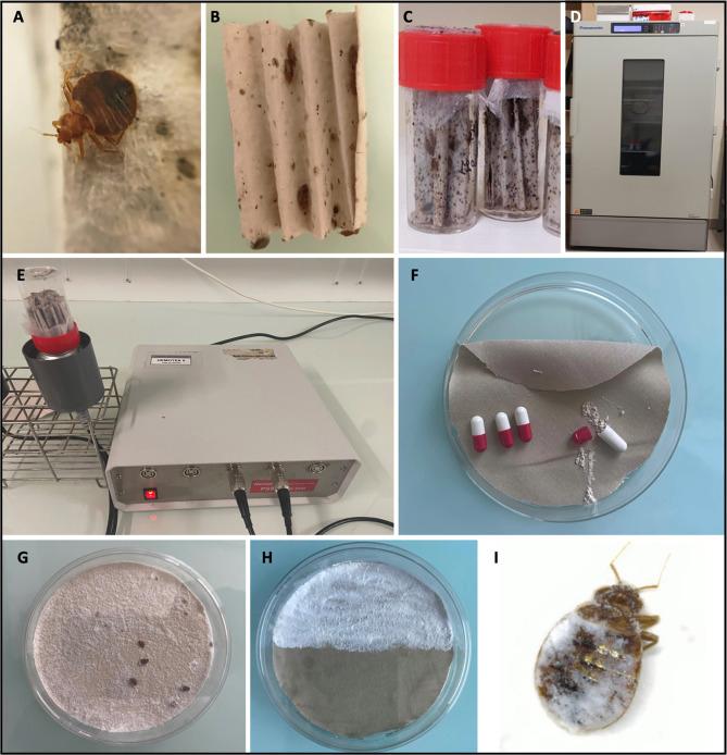 https://cdn.ncbi.nlm.nih.gov/pmc/blobs/f3e5/11271705/7f77668dbf76/parasite-31-41-fig1.jpg