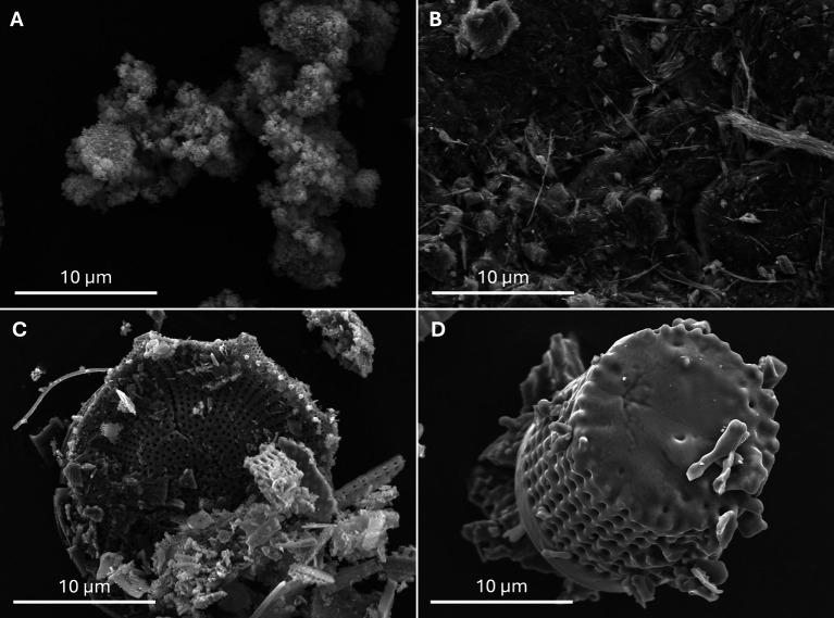 https://cdn.ncbi.nlm.nih.gov/pmc/blobs/f3e5/11271705/f8109fd855b8/parasite-31-41-fig4.jpg