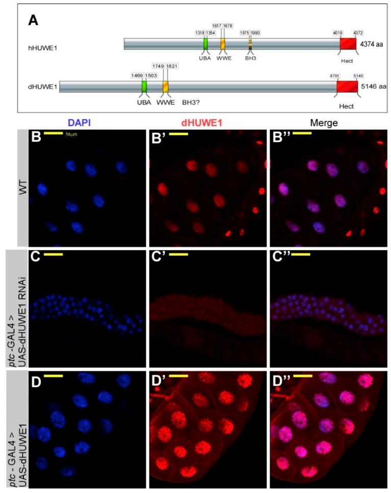 https://cdn.ncbi.nlm.nih.gov/pmc/blobs/f3e9/6210797/024491d8d3bf/cells-07-00151-g001.jpg