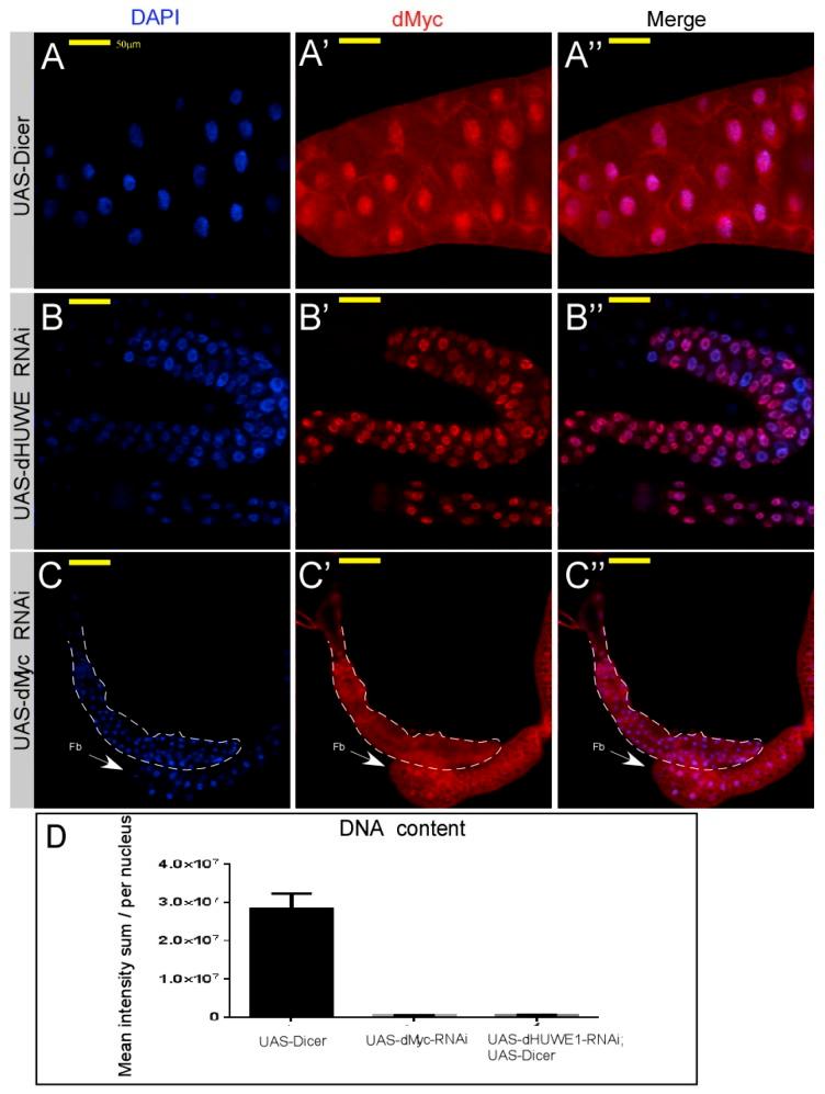 https://cdn.ncbi.nlm.nih.gov/pmc/blobs/f3e9/6210797/26afb9c47b44/cells-07-00151-g002.jpg