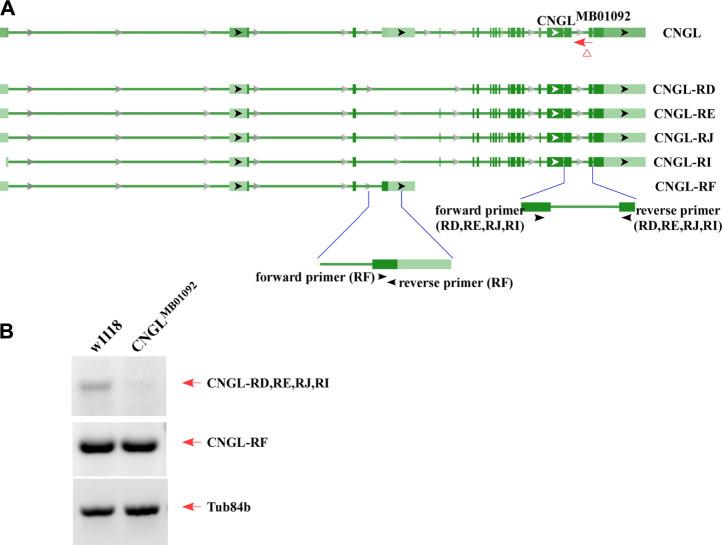 https://cdn.ncbi.nlm.nih.gov/pmc/blobs/f3ec/9075734/1e2efc791713/fphys-13-852919-g001.jpg
