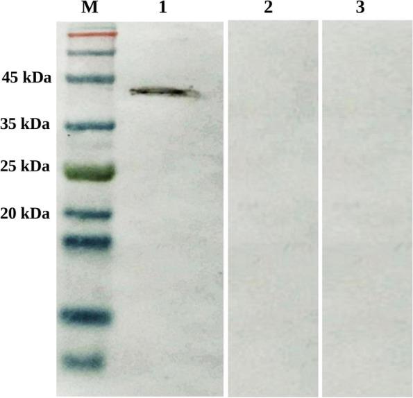 https://cdn.ncbi.nlm.nih.gov/pmc/blobs/f3f0/9850811/efb979054612/12917_2023_3566_Fig3_HTML.jpg