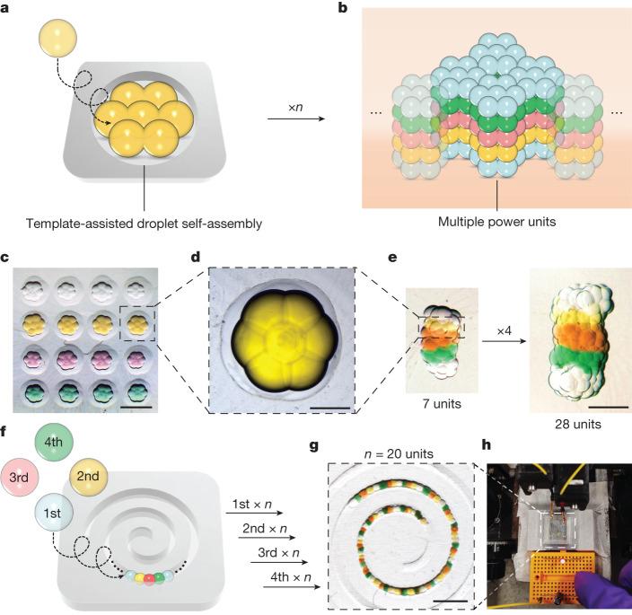 https://cdn.ncbi.nlm.nih.gov/pmc/blobs/f3f1/10468398/1fcf66b3ec38/41586_2023_6295_Fig3_HTML.jpg