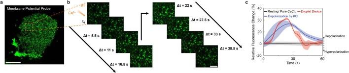 https://cdn.ncbi.nlm.nih.gov/pmc/blobs/f3f1/10468398/92f620263245/41586_2023_6295_Fig11_ESM.jpg