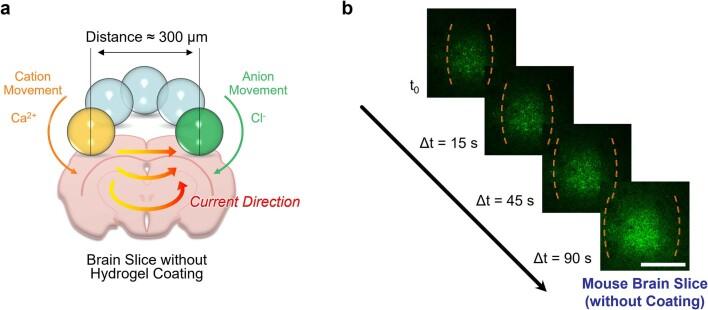 https://cdn.ncbi.nlm.nih.gov/pmc/blobs/f3f1/10468398/bc3fcc1ee292/41586_2023_6295_Fig13_ESM.jpg
