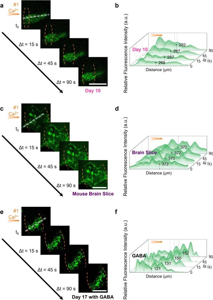 https://cdn.ncbi.nlm.nih.gov/pmc/blobs/f3f1/10468398/ebf7ac9a1bc1/41586_2023_6295_Fig12_ESM.jpg