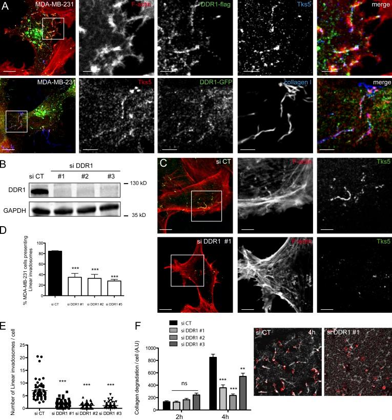 https://cdn.ncbi.nlm.nih.gov/pmc/blobs/f3f1/4242841/19b8d3332f1a/JCB_201404079_Fig2.jpg