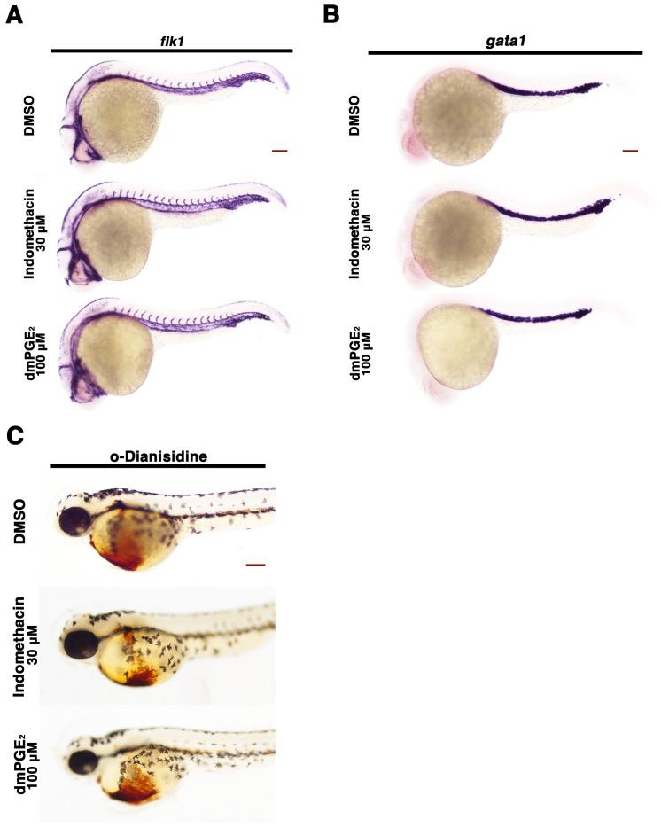 https://cdn.ncbi.nlm.nih.gov/pmc/blobs/f3f2/5173325/011cc076042c/elife-17551-fig2-figsupp4.jpg