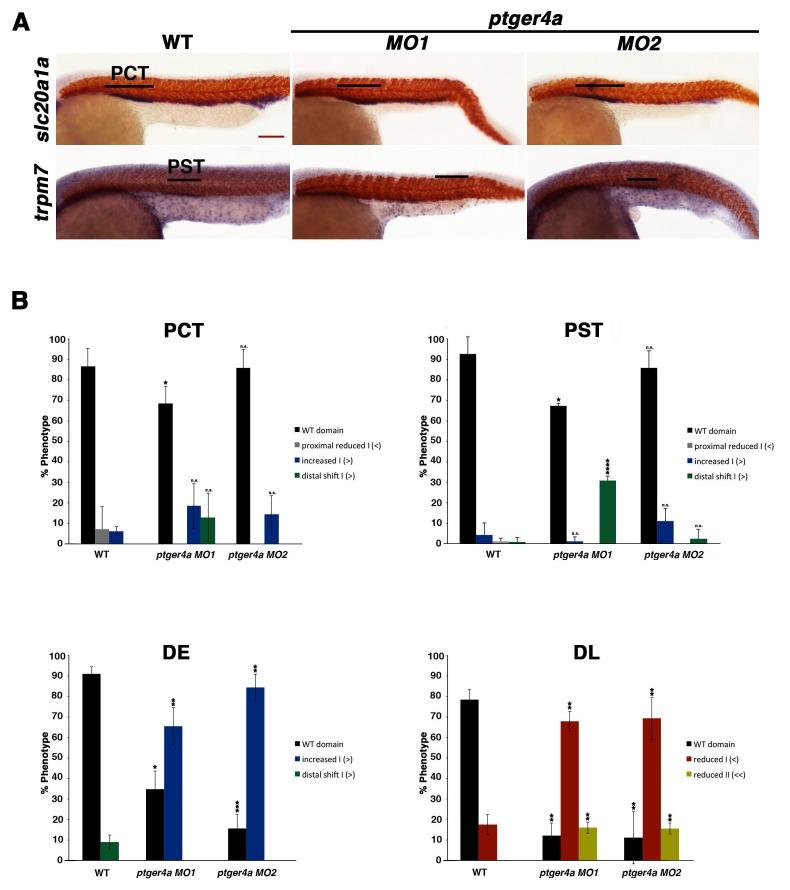 https://cdn.ncbi.nlm.nih.gov/pmc/blobs/f3f2/5173325/fcdd5ea22c3c/elife-17551-fig4-figsupp7.jpg