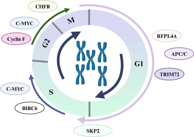 https://cdn.ncbi.nlm.nih.gov/pmc/blobs/f3f4/10960765/c60bb40ef0ce/432_2024_5659_Fig3_HTML.jpg