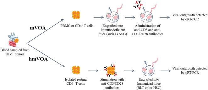 https://cdn.ncbi.nlm.nih.gov/pmc/blobs/f3f6/5844934/00d268f384c5/fimmu-09-00344-g001.jpg