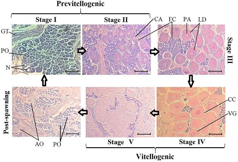 https://cdn.ncbi.nlm.nih.gov/pmc/blobs/f3fa/7908874/c3ec4e7159bb/peerj-09-10694-g001.jpg