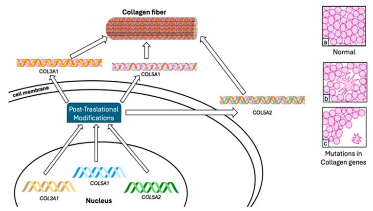 https://cdn.ncbi.nlm.nih.gov/pmc/blobs/f3fb/11048254/0967940b68f6/biomolecules-14-00472-g001.jpg
