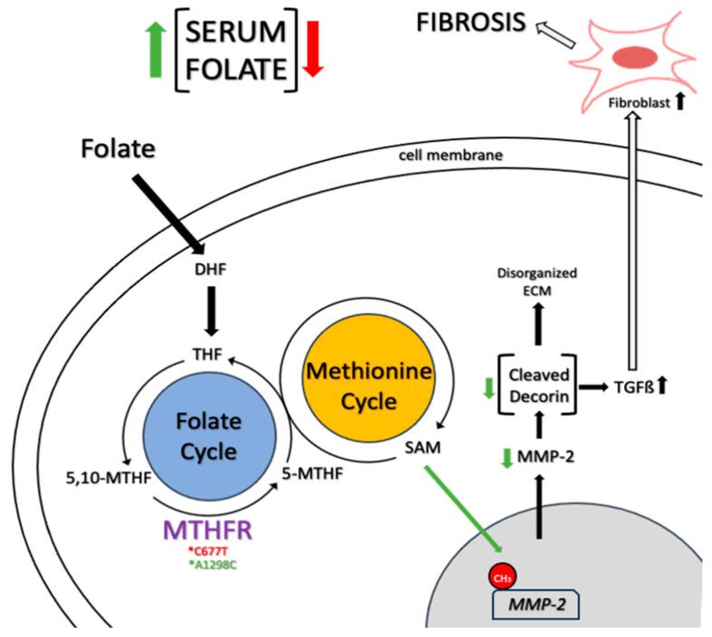 https://cdn.ncbi.nlm.nih.gov/pmc/blobs/f3fb/11048254/ff0a531ad207/biomolecules-14-00472-g002.jpg