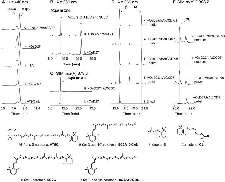 https://cdn.ncbi.nlm.nih.gov/pmc/blobs/f403/8448452/db9cd72c49be/sciadv.abh4048-f2.jpg
