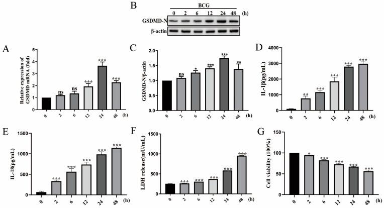 https://cdn.ncbi.nlm.nih.gov/pmc/blobs/f404/10671627/be2c64eb74b4/ijms-24-16239-g001.jpg