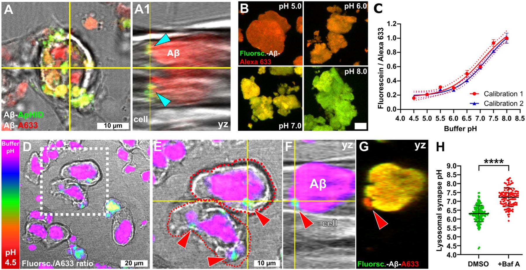 https://cdn.ncbi.nlm.nih.gov/pmc/blobs/f404/11760508/7dccbeab99bb/nihms-2044462-f0003.jpg