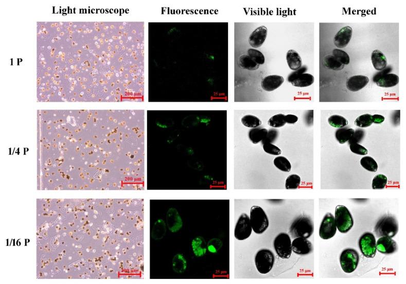 https://cdn.ncbi.nlm.nih.gov/pmc/blobs/f406/10535992/44db718cbd45/microorganisms-11-02216-g003.jpg